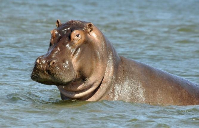 Click to enlarge A hippo in water. A man died on Thursday morning in Mkunumbi village in Lamu County following a hippo attack.