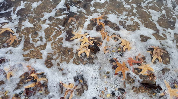 Click to enlarge Shocked walkers found the starfish and tried to return any still alive to the water