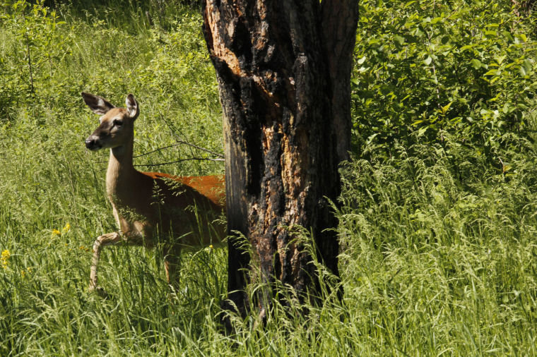 Click to enlarge South Dakota Game, Fish and Parks Department issued more deer licenses this year than it did last year. Due to an outbreak fear of deer numbers being down