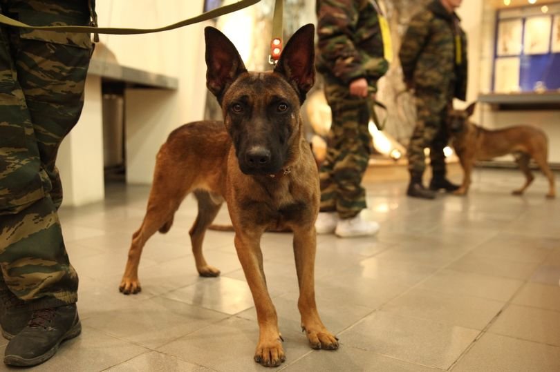 Click to enlarge cloned sniffer dogs