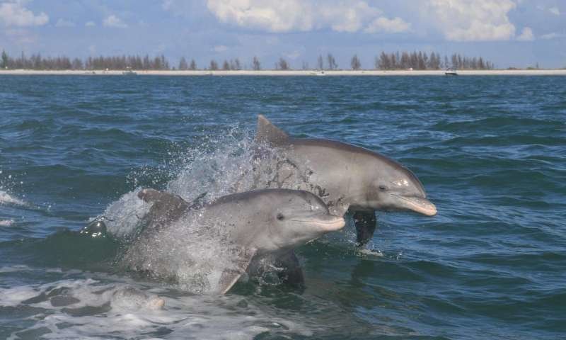 dolphins Florida everglades