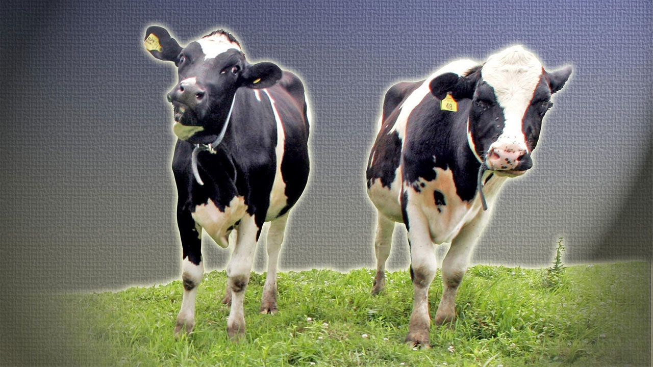 Click to enlarge cows in a field