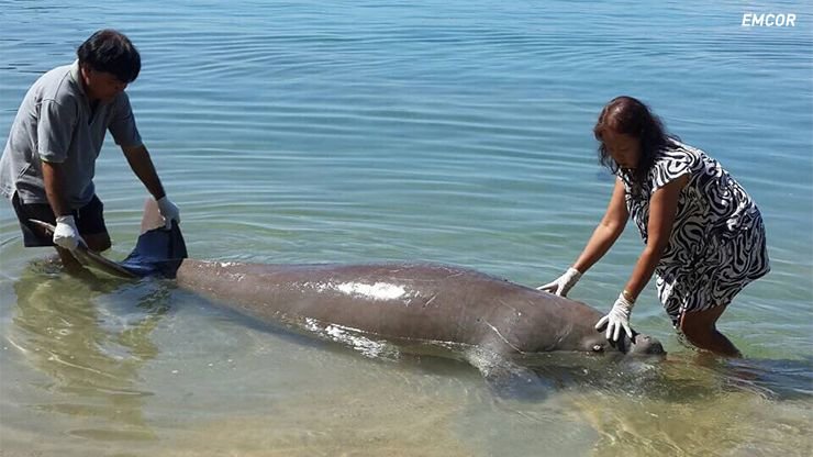 Dugong