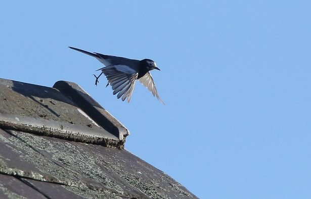  The masked wagtail has attracted birdwatchers from all over Britain  