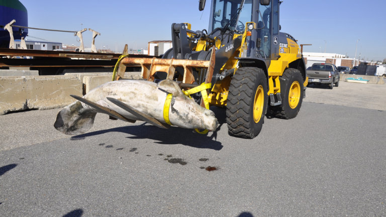  Manatee's body found in Dundalk 