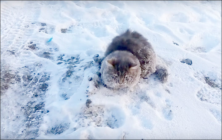 Cat frozen to the ground in Siberia