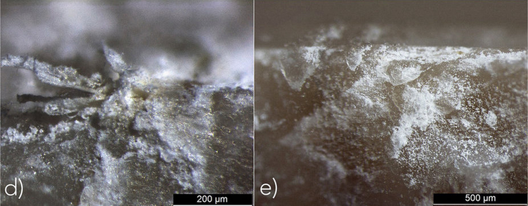 Click to enlarge Early evidence of stone tool use in bone working activities