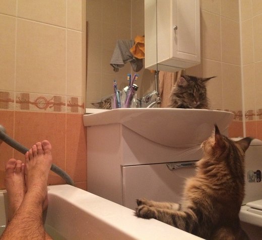 Click to enlarge Maine Coon