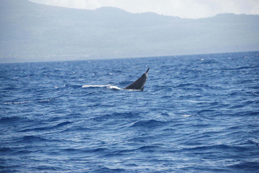 Click to enlarge A rare Sowerby’s beaked whale was found, similar to the one in this photo.