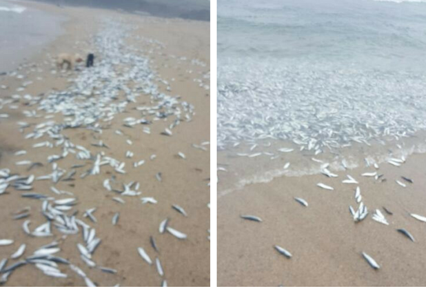 Click to enlarge These photos show that thousands of fish have washed up.