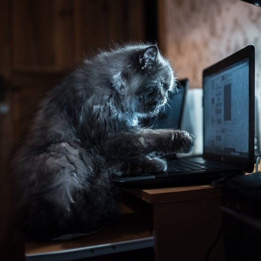 Click to enlarge Internet cat