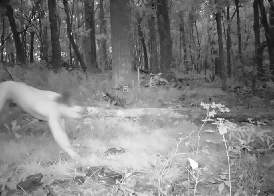 Forest phototrap snaps a naked man stoned on LSD who thinks he is a tiger -...