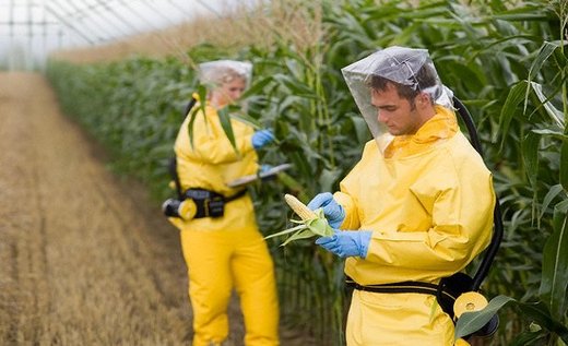 GMO research