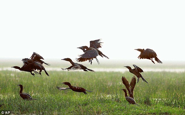 Click to enlarge Birds at Chilika Lake