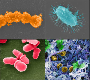 Examples of the microbes associated with healthy human beings.