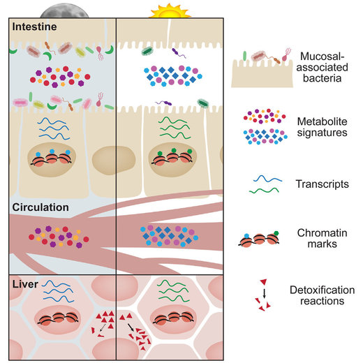 Changes in microbial movements and metabolite production over the course of the day influence host tissues. 