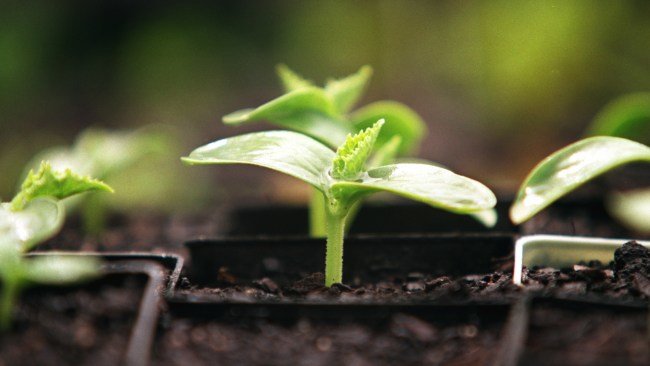 Click to enlarge plant intelligence