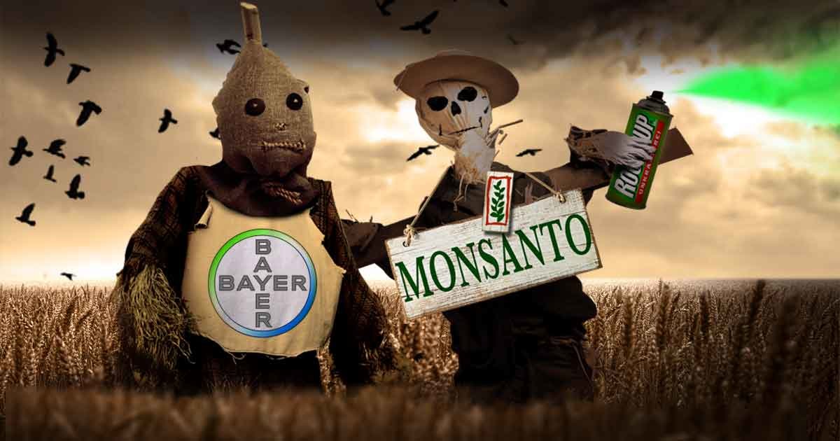 Click to enlarge monsanto und bayer