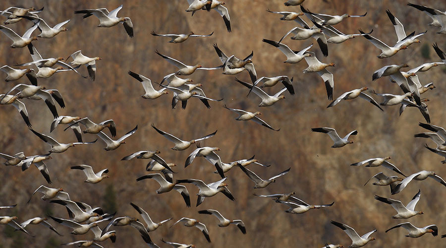 Flock of geese