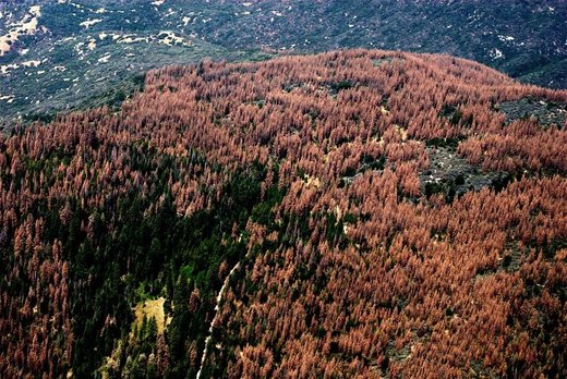 Dead forest, California