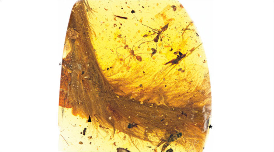 Click to enlarge Feathered dinosaur tail