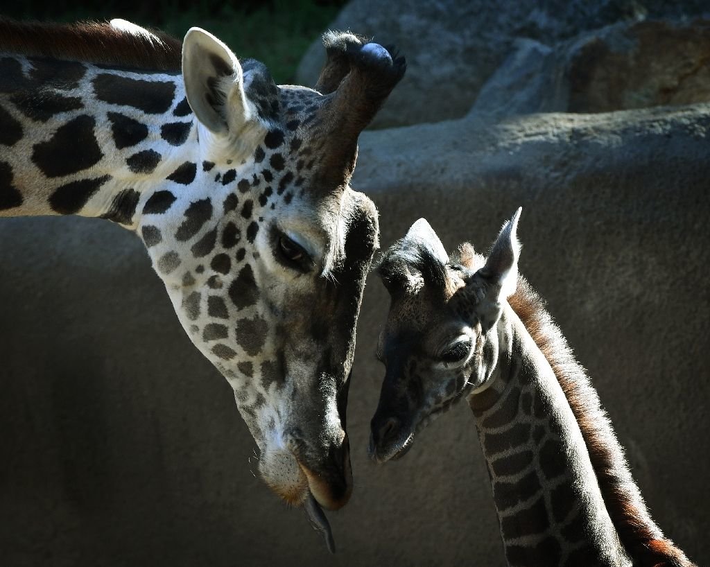 Click to enlarge giraffes