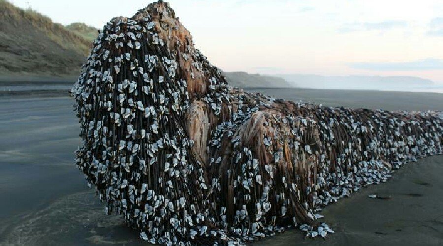 mystery object new zealand beach
