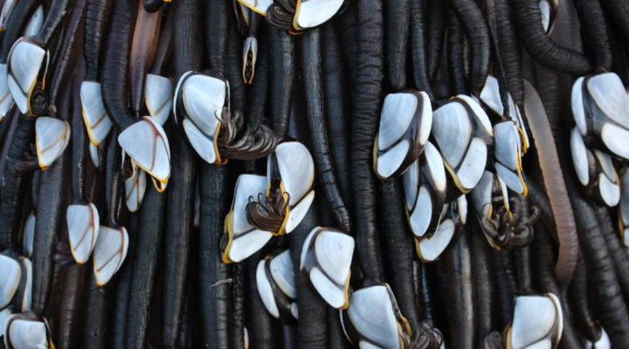 Click to enlarge mystery object new zealand beach