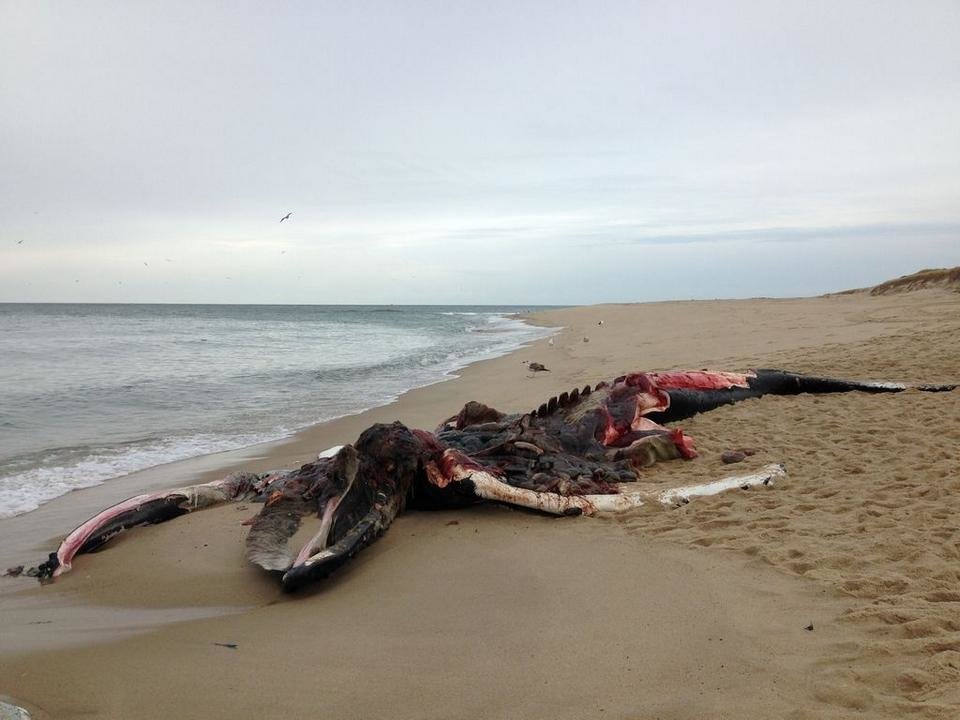Click to enlarge Dead humpback whale on High Head Beach