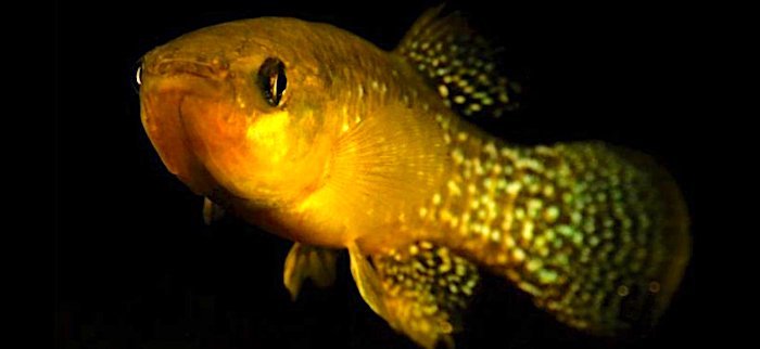 golden fish
