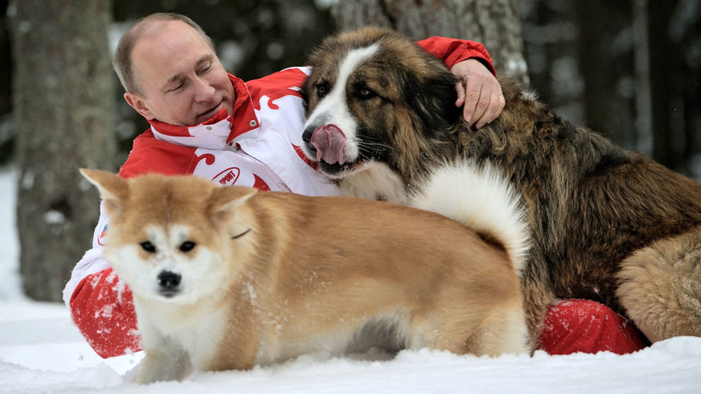 Click to enlarge putin dogs