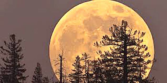 Click to enlarge supermoon trees