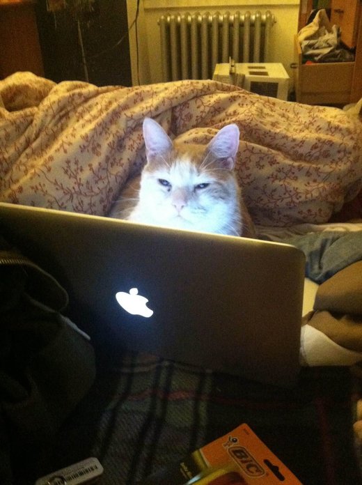 Click to enlarge Internet cat