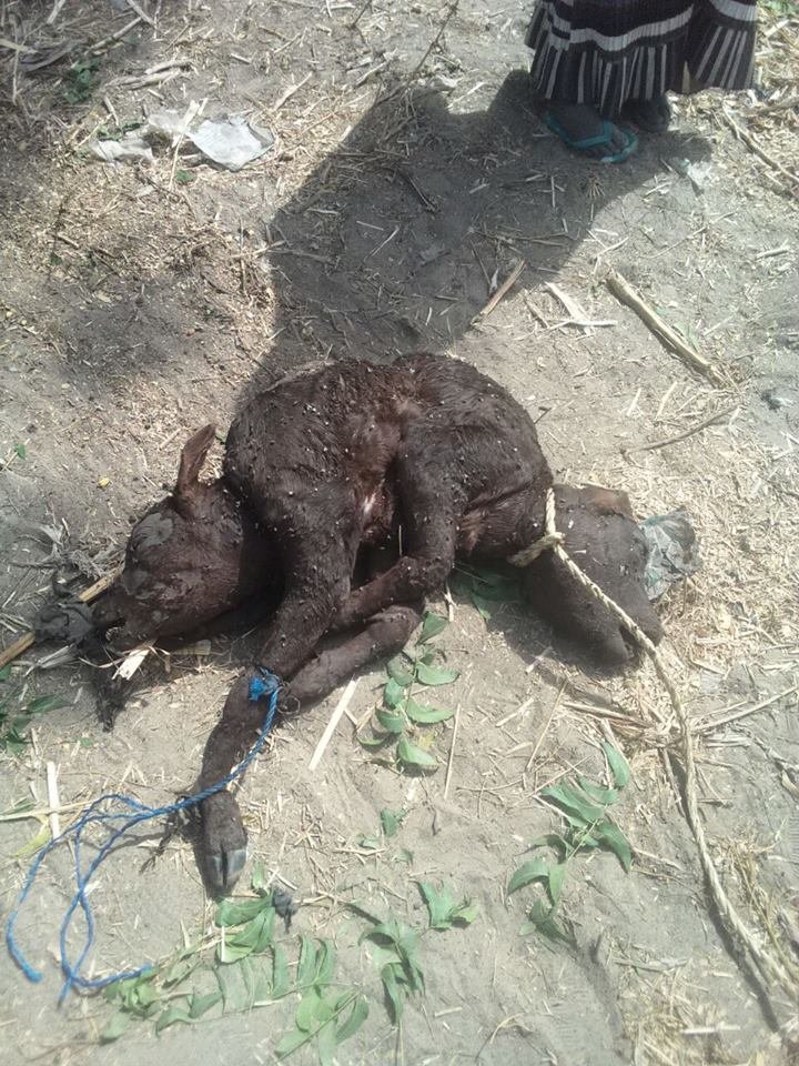 Click to enlarge Calf with two heads found in Northern Nigeria