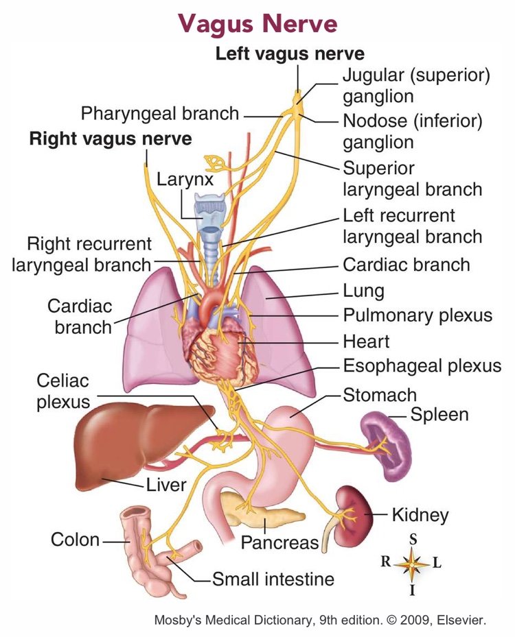 vagus nerve