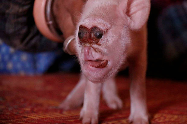The piglet was one of eight from its litter that survived