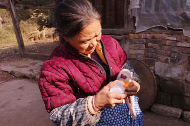 Click to enlarge Lin has already turned down some generous offers for the piglet