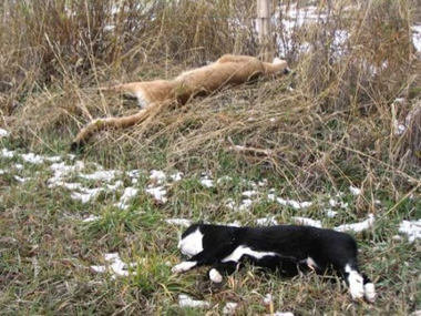 dead cats