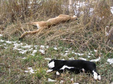 Click to enlarge dead cats