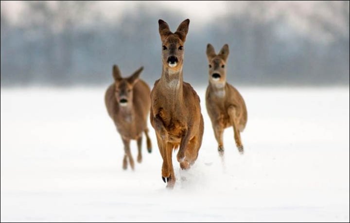 Click to enlarge At the beginning of 2016, an estimated 25,000 roe deer were in the Altai region, but there is a threat of a new wipe out.