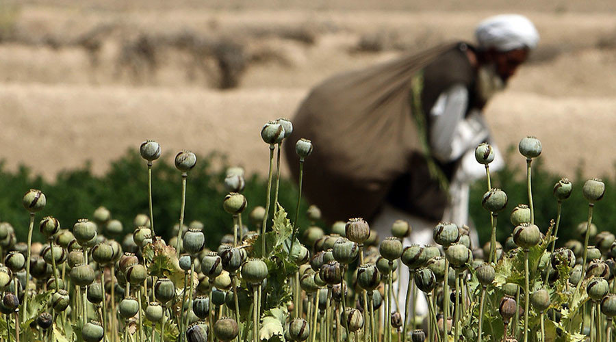 Afghan farmer collecting opium bulbs