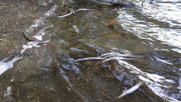 Click to enlarge Dead eels at Lake Tutira this week. Hawke's Bay Regional Council is investigating.