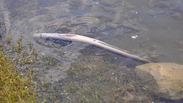 Click to enlarge Another victim at Lake Tutira this week.