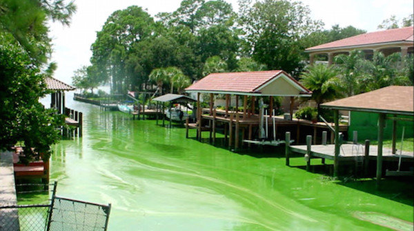 Pollution everglades
