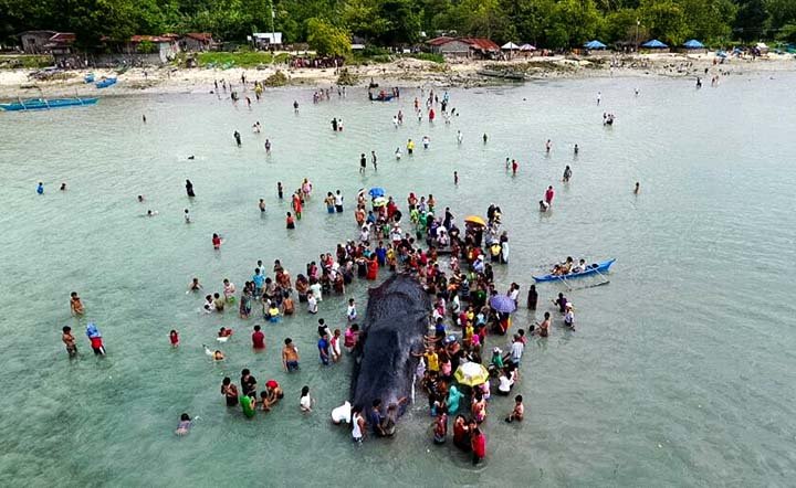 Beachgoers and residents gather around a beached whale in Babak, Samal on Saturday, December 17, 2016. The whale was alive Friday night, but died Saturday 