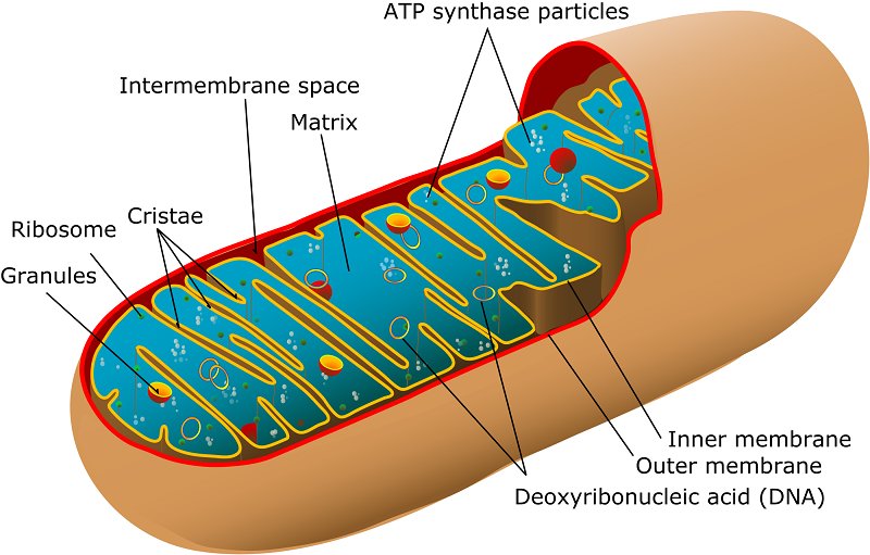 Mitochondria