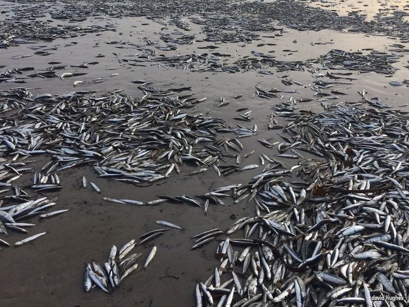  Dead fish on Cornwall beach