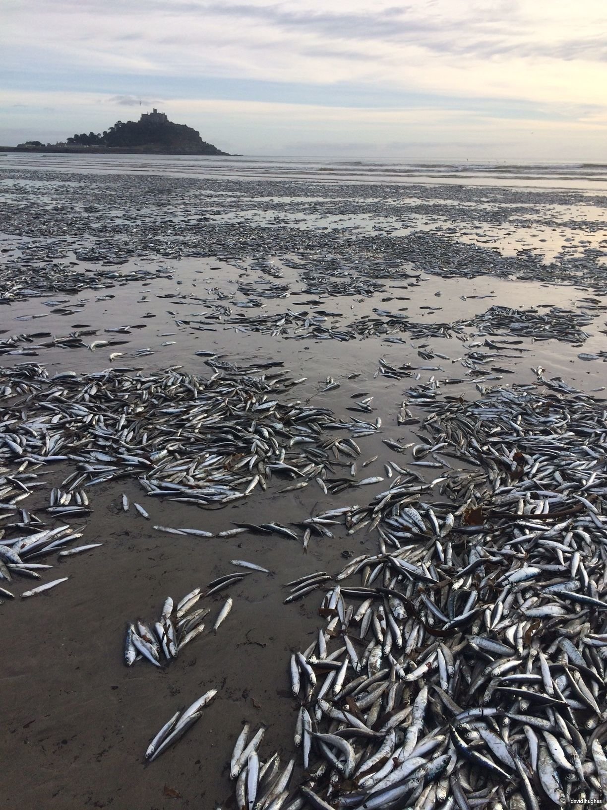 Dead fish
