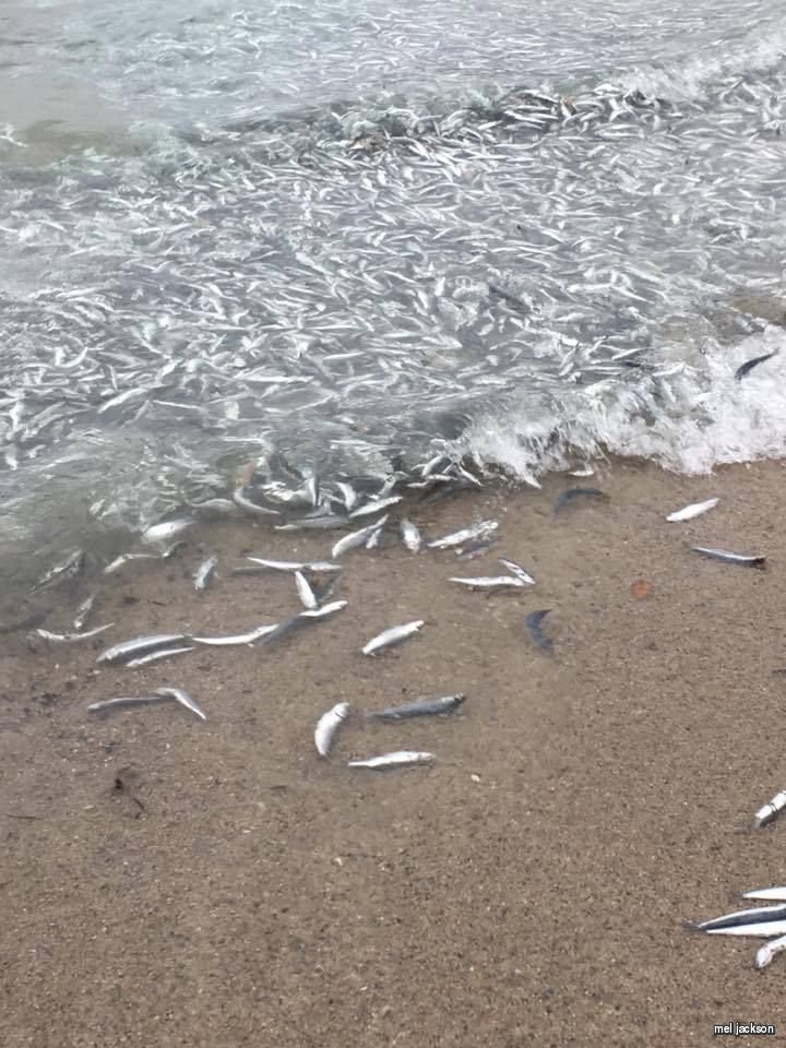 dead fish