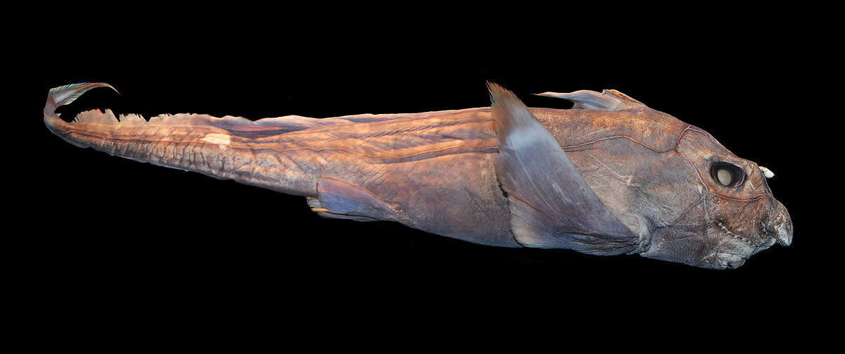 Pointynose blue chimaera